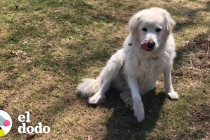 Perro se hace el muerto para no tener que entrar a su casa | El Dodo