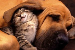 Pictures Of Cute Puppies And Kittens Together
