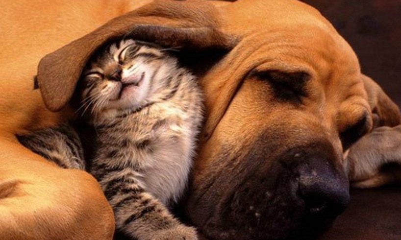 Pictures Of Cute Puppies And Kittens Together