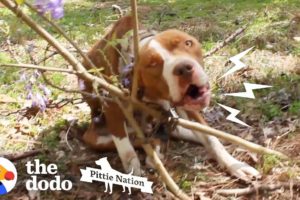 Pit Bull Chained to Tree Transforms Into the Happiest, Prettiest Girl | The Dodo Pittie Nation