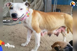 Pit Bull Mom Leads Rescuers To Her Babies UPDATE | The Dodo Pittie Nation