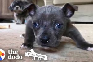 Pittie Puppy with Swimmer’s Syndrome Learns How to Run | The Dodo Pittie Nation