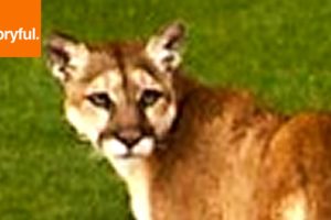 Playful Mountain Lion Takes Over Golf Course (Storyful, Wild Animals)