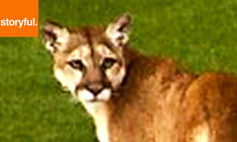 Playful Mountain Lion Takes Over Golf Course (Storyful, Wild Animals)