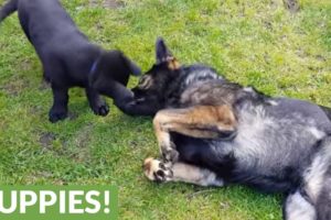 Playful dog cuddles with cute puppies
