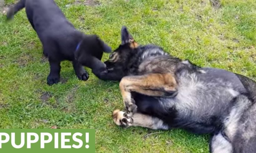 Playful dog cuddles with cute puppies
