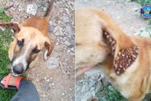 Poor Dog with Thousand Ticks on Ears Was Rescued - Amazing Transformation