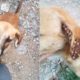 Poor Dog with Thousand Ticks on Ears Was Rescued - Amazing Transformation