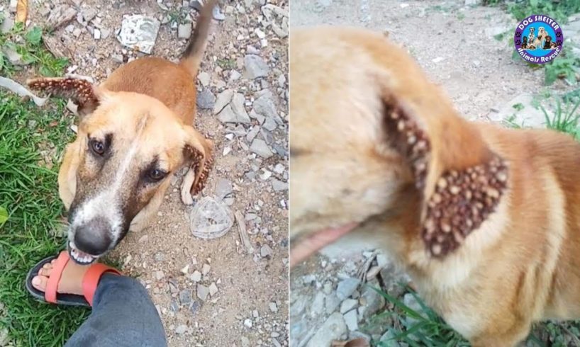 Poor Dog with Thousand Ticks on Ears Was Rescued - Amazing Transformation