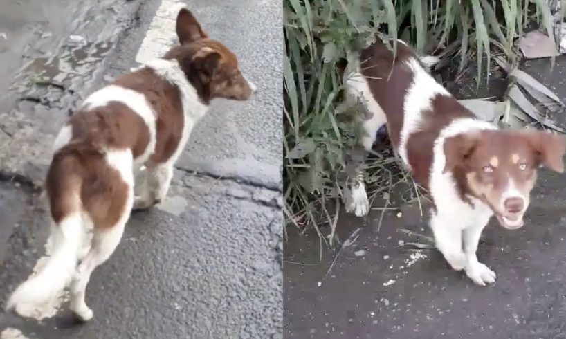 Poor Injured Dog Wandering On The Road