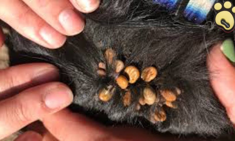 Poor Stray Dog Covered By Thousand Ticks On His Body