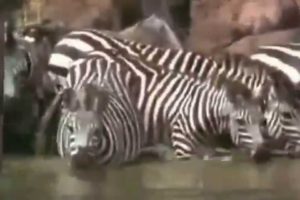 Prey Animals Attack Back Zebra Gazelle Escape from Lion Jaws