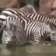 Prey Animals Attack Back Zebra Gazelle Escape from Lion Jaws