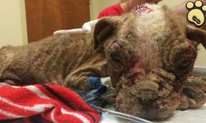 Puppy Abandoned by Breeder On The Brink Of Death Gets Greeted By A Miracle