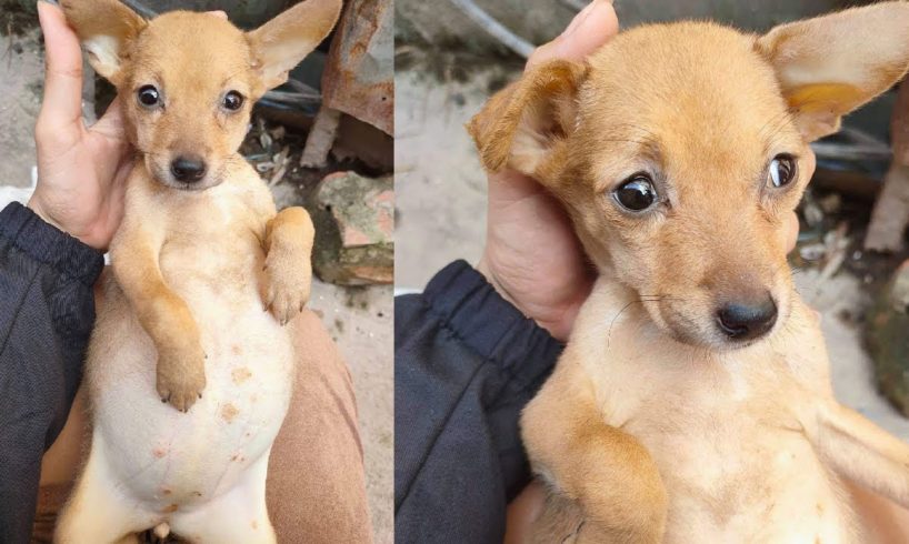 Puppy Found In A Trash Bin With Full Of Pus In Her Back