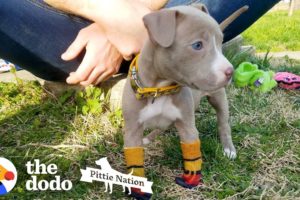 Puppy Found In Duffel Bag Is Pure Joy  | The Dodo Pittie Nation