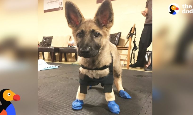 Puppy With Swimmer Syndrome Teaches Herself To Run - STARFISH | The Dodo