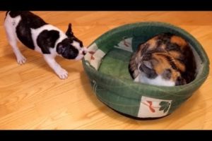 Puppy adorably battles rival cat to reclaim bed