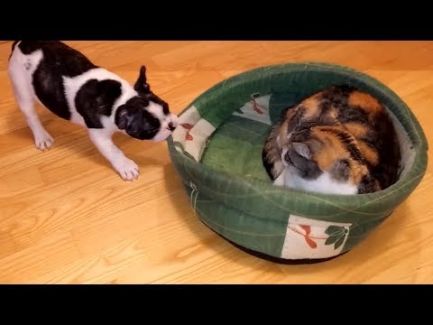Puppy adorably battles rival cat to reclaim bed