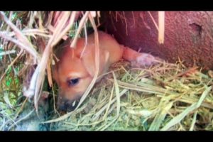 Puppy look like Rotting Tree Trunk.. Dog rescue Scared Abandoned dog hides in a spot is Hard to Find