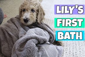 Puppy's First Bath! Cutest 7 Week Old Standard Poodle!