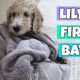 Puppy's First Bath! Cutest 7 Week Old Standard Poodle!