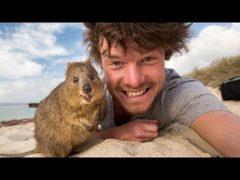 Quokka Selfie Tutorial - How to take Animal Selfies - Ultimate Guide