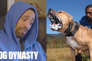 RIP Ace: Super Pitbull Killed In Horror Attack | DOG DYNASTY