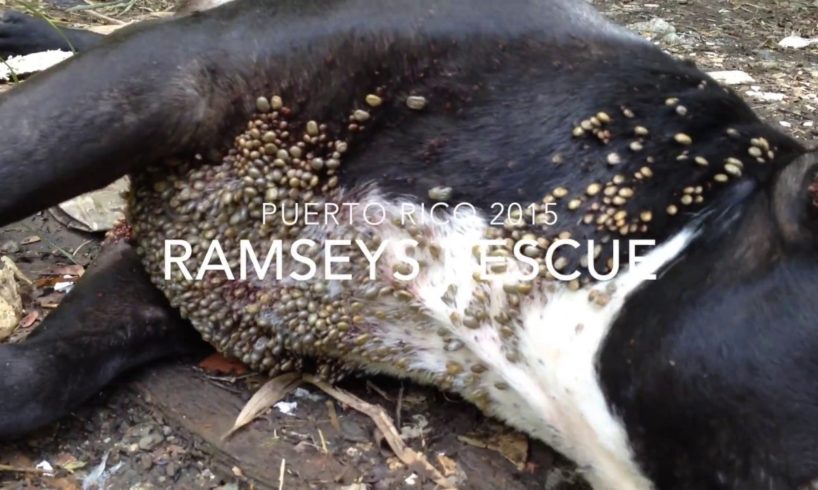 Ramsey's Rescue in Puerto Rico 2015