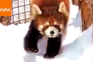 Red Pandas Love To Play In The Snow (Storyful, Wild Animals)