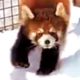 Red Pandas Love To Play In The Snow (Storyful, Wild Animals)