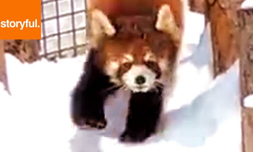 Red Pandas Love To Play In The Snow (Storyful, Wild Animals)
