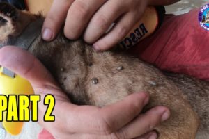 Remove Thousands Huge Ticks By Dog Shelter Team Part 2 - Remove Ticks On Poor Dogs