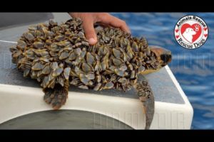 Removing Barnacles from Poor Sea Turtles Compilation - Rescue Sea Turtles. Part 4