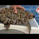 Removing Barnacles from Poor Sea Turtles Compilation - Rescue Sea Turtles. Part 4