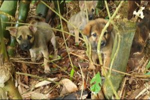 Rescue 3 Abandoned Puppies In Bamboo Dust... The Emotionless To The Heart