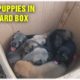 Rescue 7 Newborn Puppies In The Card Box- They Are Angels From Heaven - Please Share