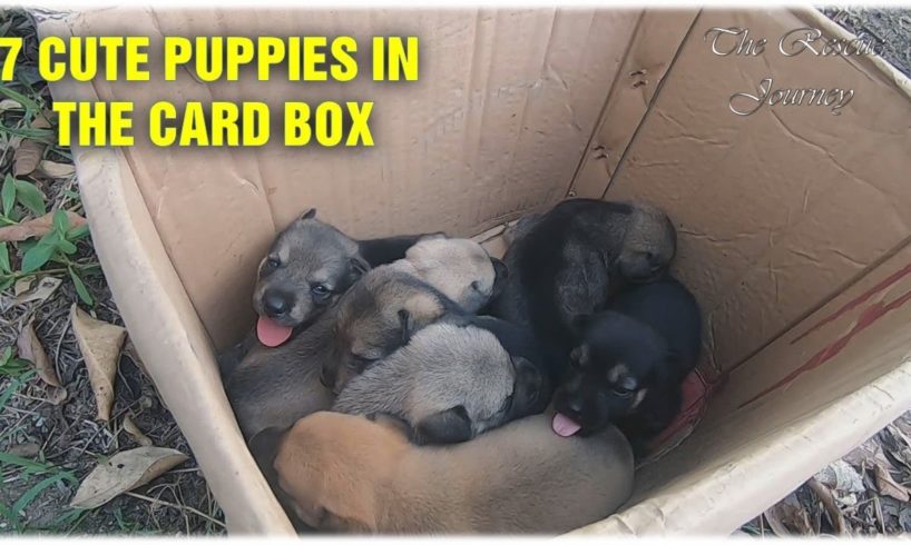 Rescue 7 Newborn Puppies In The Card Box- They Are Angels From Heaven - Please Share