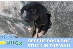 Rescue A Dog Trapped In The Wall - Poor Dog Rescue
