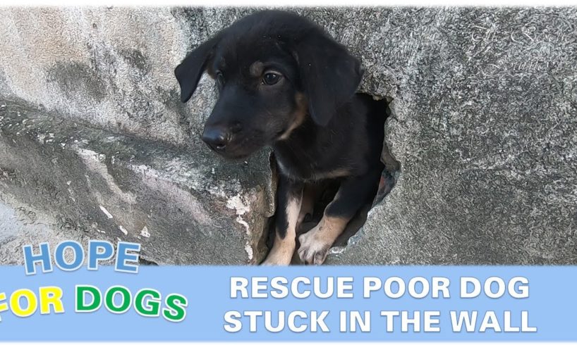 Rescue A Dog Trapped In The Wall - Poor Dog Rescue