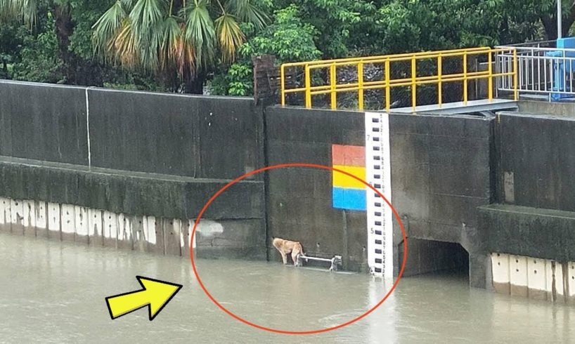 Rescue A Poor Dog Stuck In Flooded River