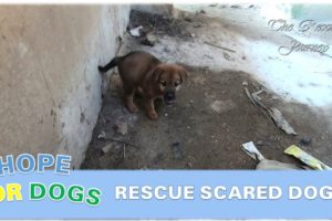 Rescue A Scared Dog In An Abandoned House - We Take One Step, He Back One Step