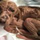 Rescue Abandoned Dog was Crusted & Bleed Skin