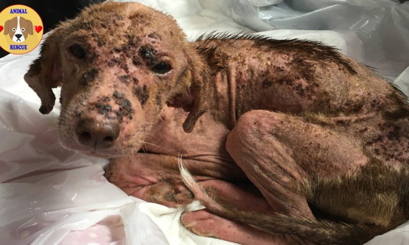 Rescue Abandoned Dog was Crusted & Bleed Skin