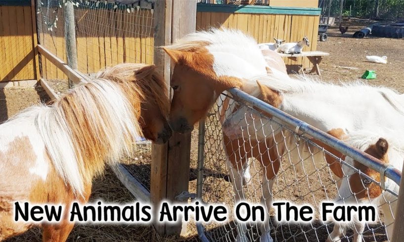 Rescue Animals Come In - Bobby The Goat Finds A Home