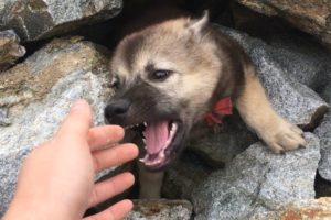 Rescue Dogs Buried In Giant Pile Of Rocks... Rescue Dog Story Touched Millions Of Hearts