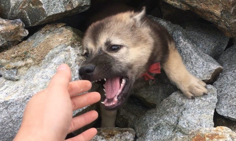 Rescue Dogs Buried In Giant Pile Of Rocks... Rescue Dog Story Touched Millions Of Hearts