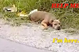 Rescue Homeless 'Dead' Dog On Side Of Road Lifts Her Head To Tell Woman She's Alive
