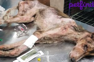 Rescue Homeless Dog Lying Motionless Along The Road Make Broken Your Heart