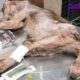 Rescue Homeless Dog Lying Motionless Along The Road Make Broken Your Heart